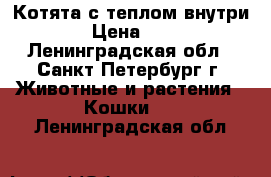 Котята с теплом внутри › Цена ­ 1 - Ленинградская обл., Санкт-Петербург г. Животные и растения » Кошки   . Ленинградская обл.